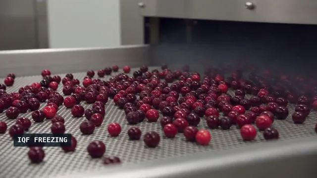 Berries entering an industrial IQF freezer